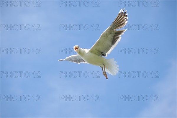 Great black-backed gull (Larus marinus)