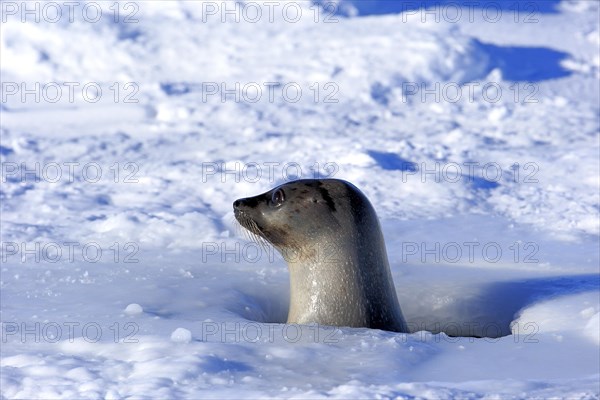 Harp Seal or Saddleback Seal (Pagophilus groenlandicus