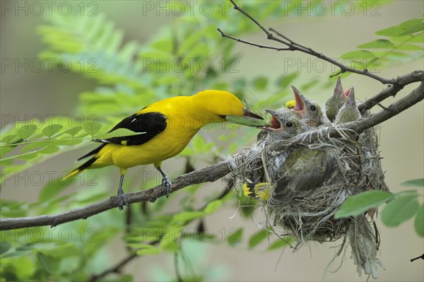 Golden Orioles (Oriolus oriolus)