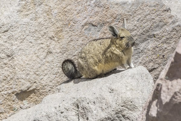 Southern viscacha (Lagidium viscacia)