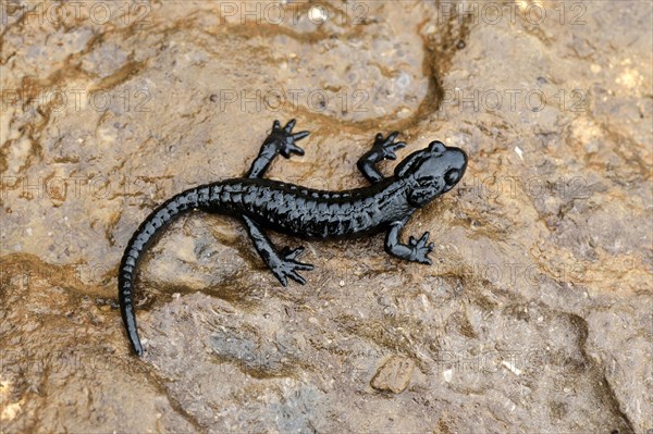 Alpine Salamander (Salamandra atra)