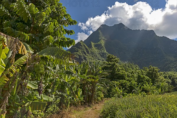 Banana plants