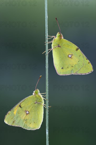 Two Pale Clouded Yellows on a blade of grass