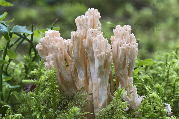 Ramaria fungus species