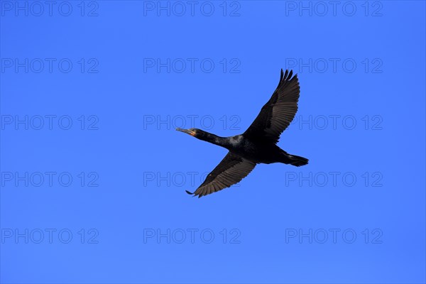 Cape Cormorant (Phalacrocorax capensis)