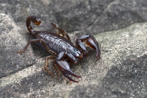 Alpenskorpion (Euscorpius germanus)