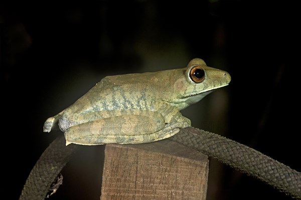 Rosenberg's tree frog (Hypsiboas rosenbergi)