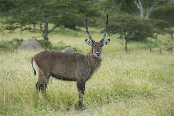 Waterbuck (Kobus ellipsiprymnus)