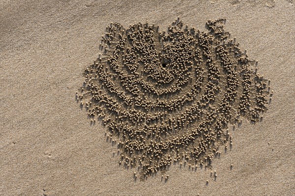 Small sand beads around the den of a sand crab