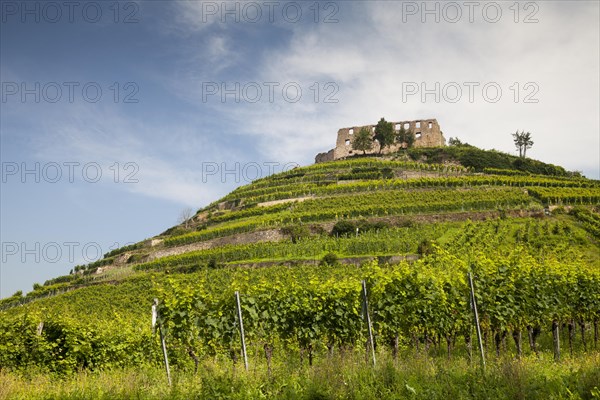 Staufen Castle ruins on the vineyard