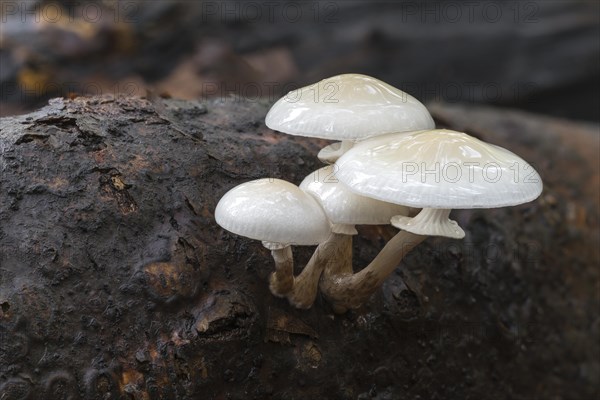 Porcelain fungus (Oudemansiella mucida)