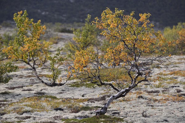 Downy Birch (Betula pubescens) and Reindeer Lichen (Cladonia rangiferina)