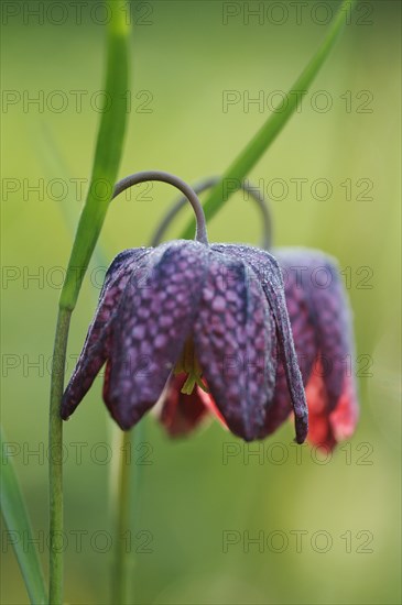 Snake's Head Fritillary (Fritillaria meleagris)