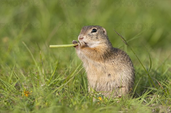 European ground squirrel (Spermophilus citellus)