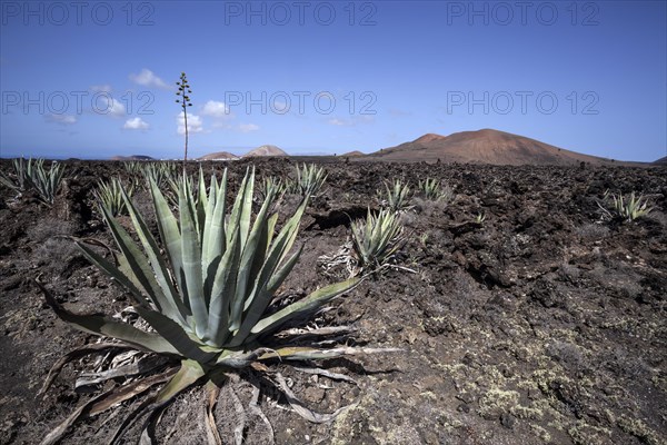 Agaves (Agave) in the lava field near Mancha Blanca