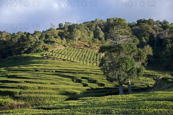 Tea plantation