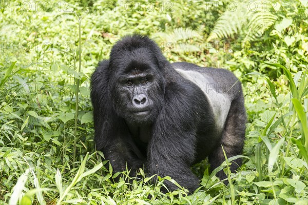 Mountain Gorilla (Gorilla beringei beringei) of the Nkuringo group