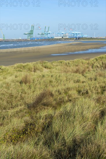Dunes and Zeebrugge harbour behind