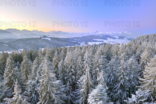 View from Chuderhusi over snow-covered fir trees in the Emmental region at dawn