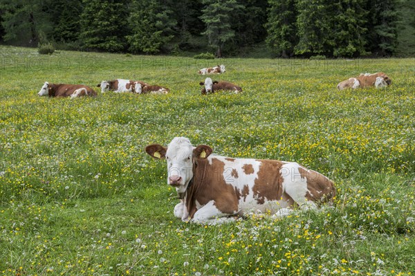 Domestic cattle lying in the grass