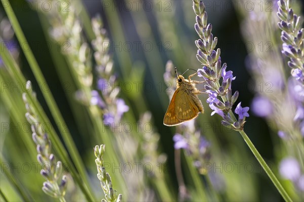 Large Skipper (Ochlodes venatus) feeding on nectar of Lavender (Lavandula angustifolia)