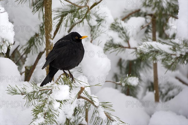 Blackbird (Turdus merula)