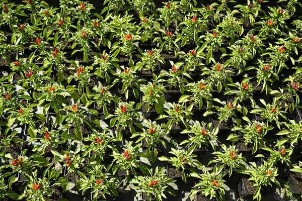 Chilli plant bed with green and red foliage and infructescence