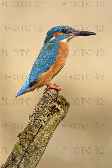 Kingfisher (Alcedo atthis)