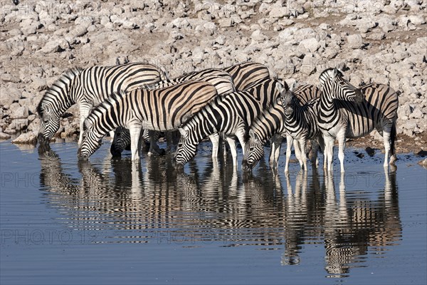 Burchell's Zebras (Equus burchellii) drinking at the Okaukuejo waterhole