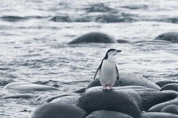 Chinstrap Penguin (Pygoscelis antarctica)