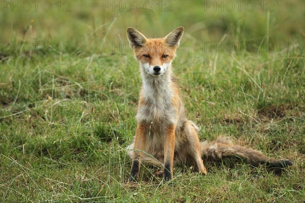 Red fox (Vulpes vulpes) Start of mange