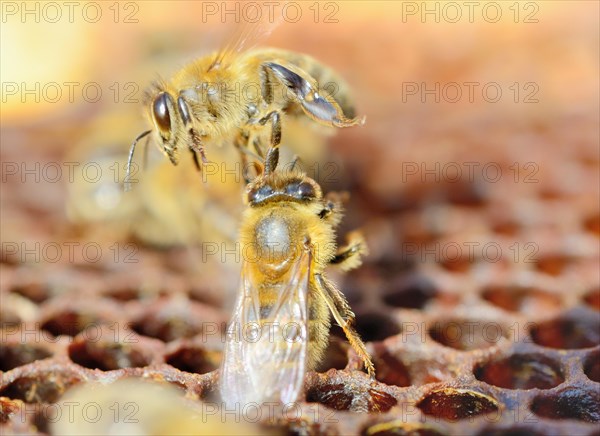 Bee (Apis mellifera var. Carnca) on wachs comb attacking outsider bee