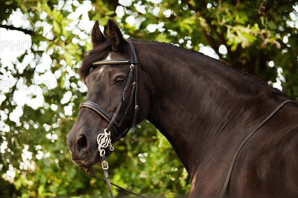 Friesian horse