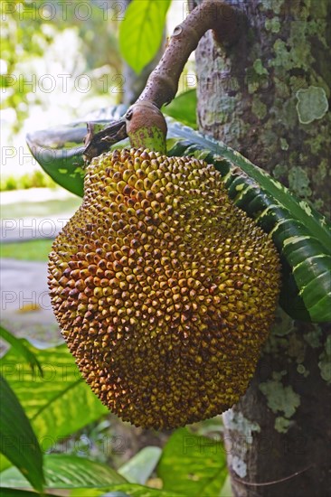 Durian fruit