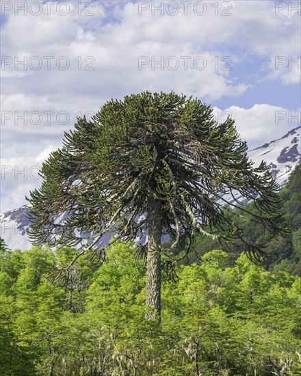 Monkey puzzle tree (Araucaria araucana)