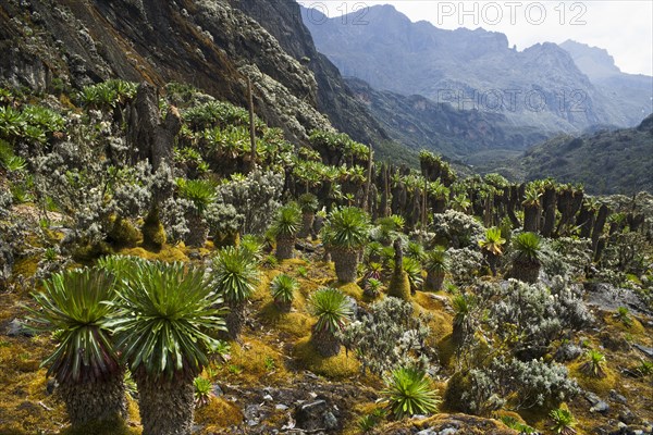 Giant Groundsels (Dendrosenecio) in the Rwenzori Mountains