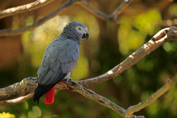 African Grey Parrot (Psittacus erithacus timneh)