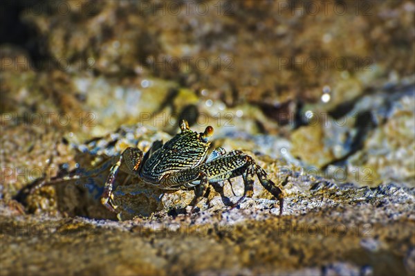 Sally-light-foot crab (Grapsus albolineatus)
