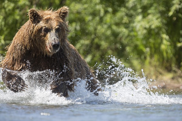 Brown bear (Ursus arctos)