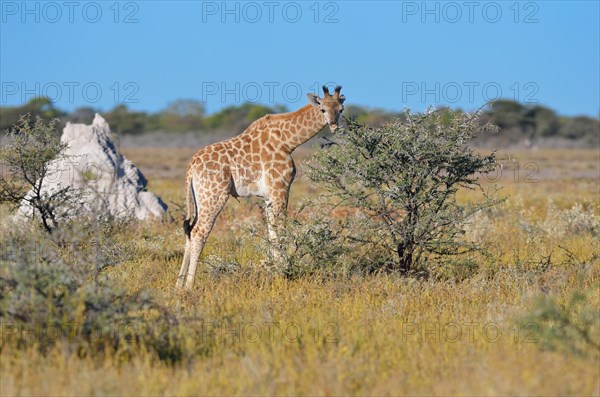 Young Giraffe (Giraffa camelopardalis)