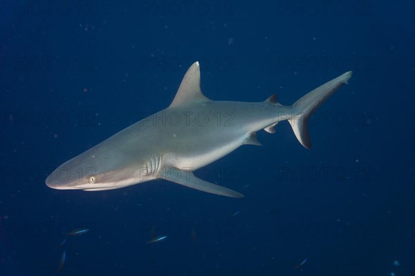 Grey Reef Shark (Carcharhinus amblyrhynchos)