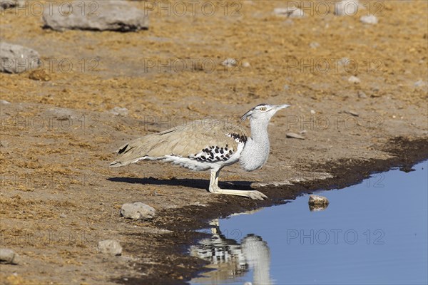 Kori Bustard (Ardeotis kori) drinking at a waterhole