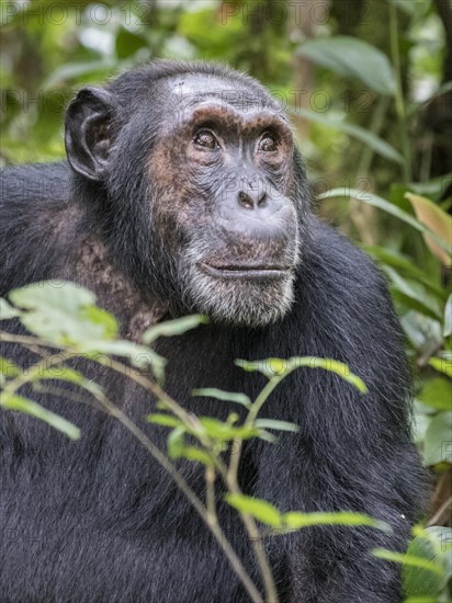 Eastern Chimpanzee (Pan troglodytes schweinfurthii)