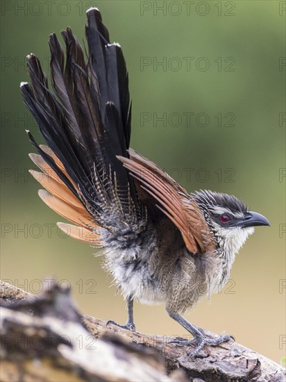 White-browed Coucal (Centropus superciliosus)