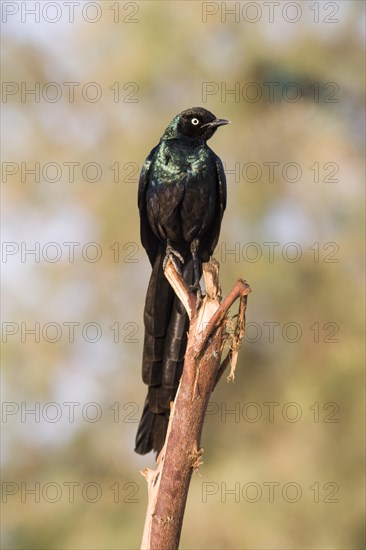 Long-tailed Glossy Starling (Lamprotornis caudatus)