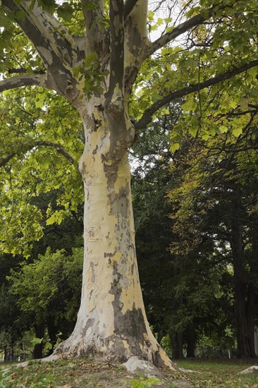 Oriental plane tree (Platanus orientalis)