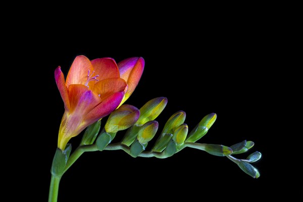 Red Freesia (Freesia)