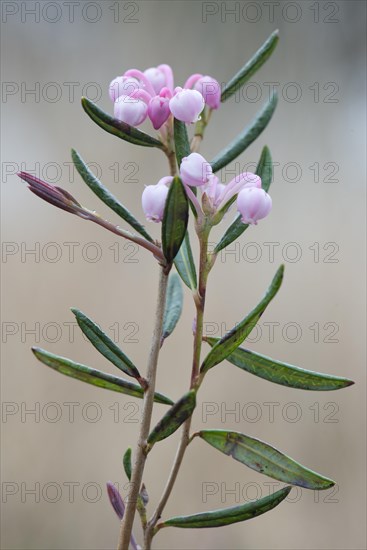 Bog-rosemary (Andromeda polifolia)