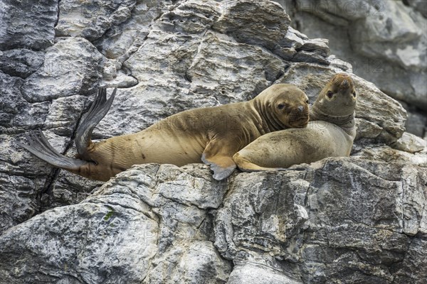 South American sea lions (Otaria flavescens)