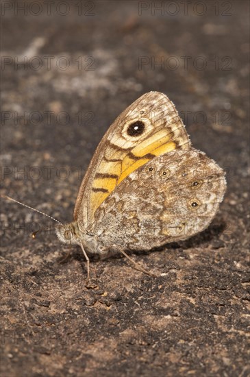 Wall Brown (Lasiommata megera)